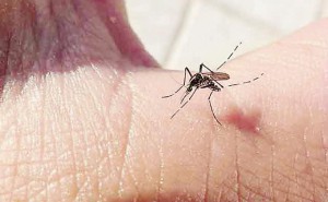 dengue