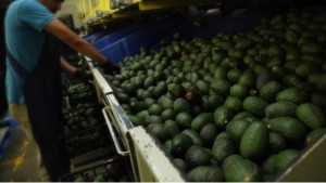 1803_produccion-de-aguacate_620x350